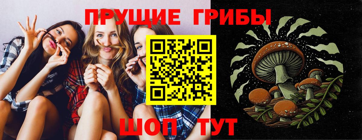 Тара  Псилоцибиновые грибы Psilocybe  Вход с VPN 